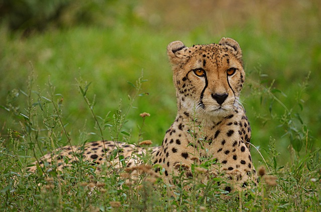 ležící gepard