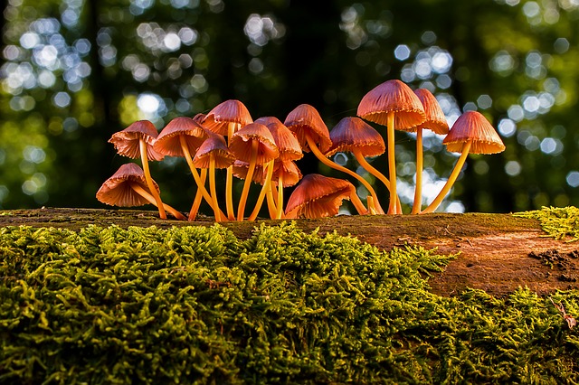 lesní houby na kmeni