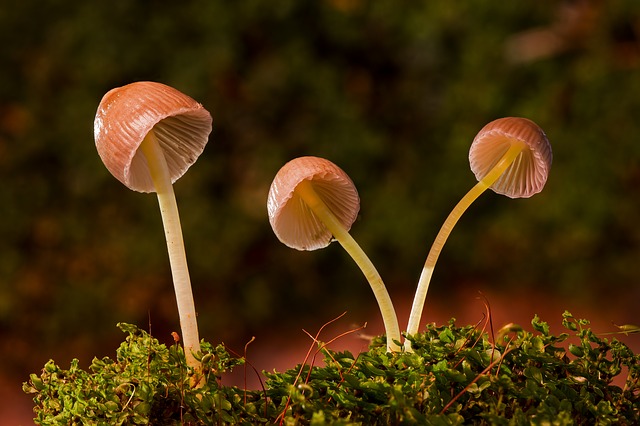 malé houby